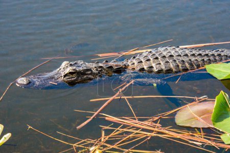 Foto de Un primer plano de un cocodrilo en un estanque - Imagen libre de derechos