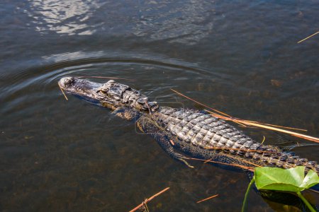 Téléchargez les photos : Un gros plan d'un crocodile dans un étang - en image libre de droit