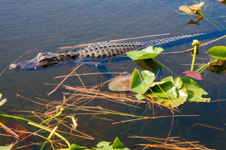 Téléchargez les photos : Un gros plan d'un crocodile dans l'eau - en image libre de droit