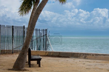Photo for Large palm tree in the sun on the beach - Royalty Free Image