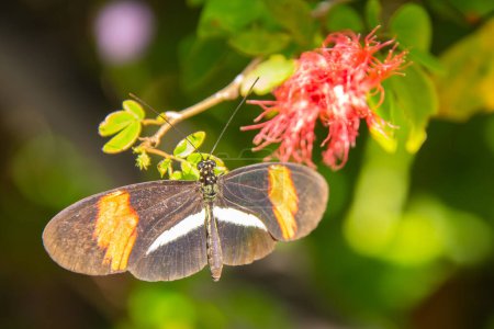 Téléchargez les photos : Joli papillon coloré butinant sur une fleur sous le soleil - en image libre de droit