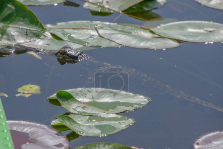 Téléchargez les photos : Beau spécimen d'aligator dans les Everglades de Floride aux États-Unis - en image libre de droit