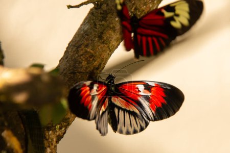 Foto de Mariposa bastante colorida en hoja verde - Imagen libre de derechos