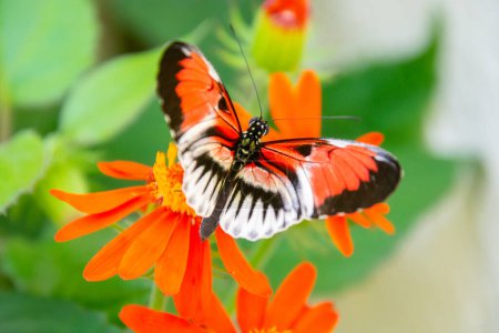 Photo for Pretty colorful butterfly foraging on a flower under the sun - Royalty Free Image