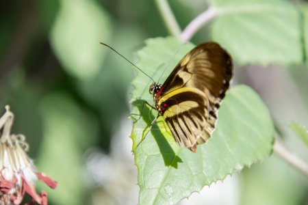 Foto de Mariposa bastante colorida en hoja verde - Imagen libre de derechos