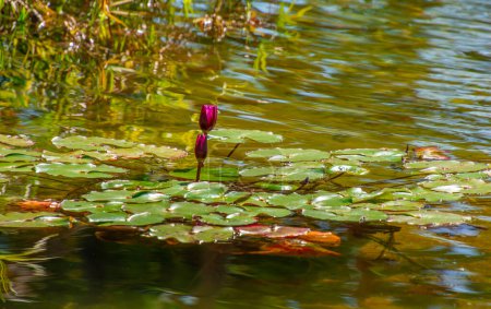 Téléchargez les photos : Fleur de lotus pourpre dans l'étang - en image libre de droit