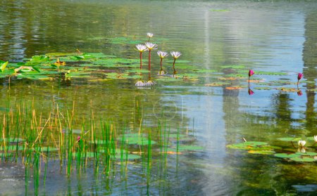 Téléchargez les photos : Fleurs de lotus dans l'eau - en image libre de droit