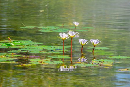 Téléchargez les photos : Belles fleurs de lotus dans l'eau - en image libre de droit