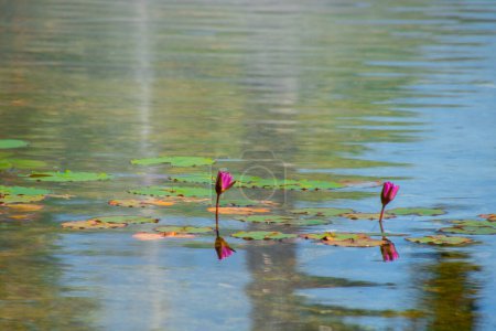 Téléchargez les photos : Fleurs de lotus dans l'eau - en image libre de droit