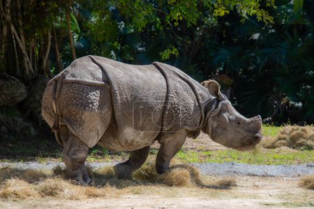 Téléchargez les photos : Joli spécimen de rhinocéros pris dans un grand jardin zoologique - en image libre de droit