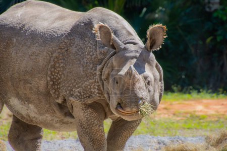 Foto de Bonito ejemplar de rinoceronte tomado en un gran jardín zoológico - Imagen libre de derechos