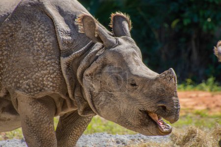 Photo for Nice specimen of rhinoceros taken in a large zoological garden - Royalty Free Image