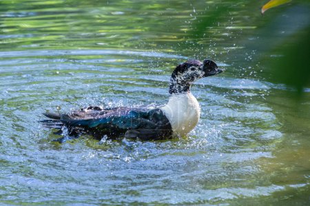 Téléchargez les photos : Le canard se refroidit dans un joli petit étang dans un parc de Floride - en image libre de droit