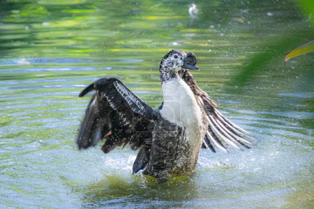 Foto de Pato refrescante en un bonito estanque en un parque de Florida - Imagen libre de derechos