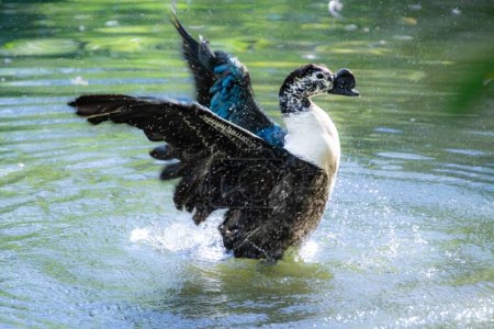 Téléchargez les photos : Le canard se refroidit dans un joli petit étang dans un parc de Floride - en image libre de droit