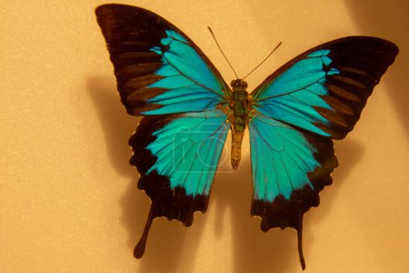 Foto de Bonito ejemplar de mariposa exótica en hermosos colores en una mesa de coleccionista - Imagen libre de derechos