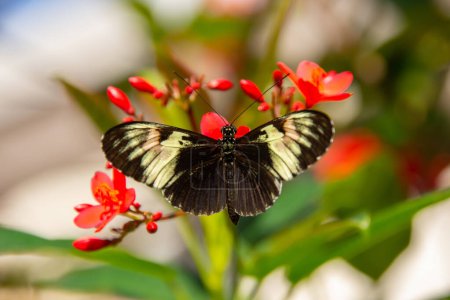 Téléchargez les photos : Joli papillon coloré butinant sur une fleur sous le soleil - en image libre de droit