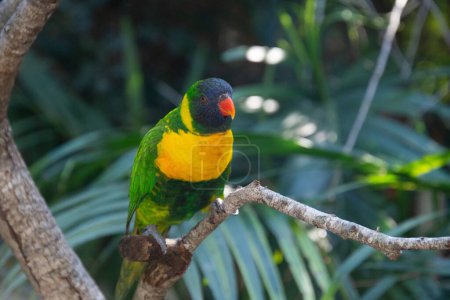 Photo for Cute little parrot resting on a branch watching its surroundings - Royalty Free Image