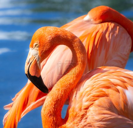 Photo for Nice specimen of flamingo taken in a large zoological garden - Royalty Free Image