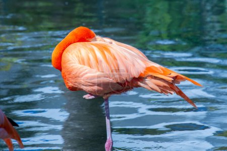 Téléchargez les photos : Joli spécimen de flamant rose pris dans un grand jardin zoologique - en image libre de droit