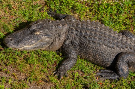 Hermoso espécimen de cocodrilo bebé en los Everglades de Florida en los Estados Unidos