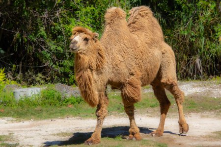 Téléchargez les photos : Joli spécimen de chameau pris dans un grand jardin zoologique - en image libre de droit