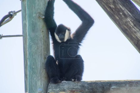 Foto de Bonito ejemplar de mono tomado en un gran jardín zoológico - Imagen libre de derechos