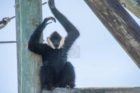 Foto de Bonito ejemplar de mono tomado en un gran jardín zoológico - Imagen libre de derechos