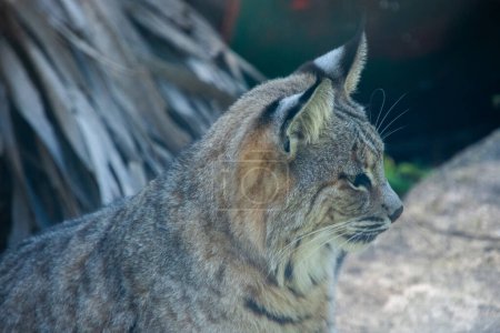 Téléchargez les photos : Joli spécimen de lynx pris dans un grand jardin zoologique - en image libre de droit