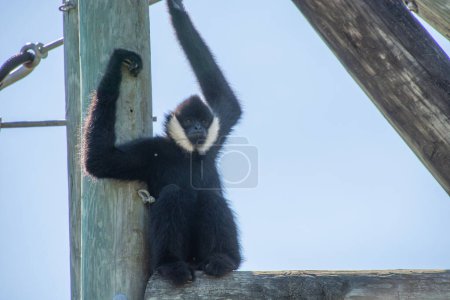 Téléchargez les photos : Joli spécimen de singe pris dans un grand jardin zoologique - en image libre de droit