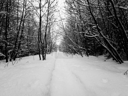 Téléchargez les photos : Forêt canadienne enneigée en hiver - en image libre de droit