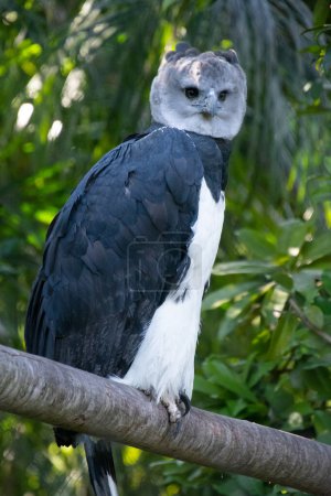 Photo for Harpy eagle at rest on a branch watching its surroundings - Royalty Free Image