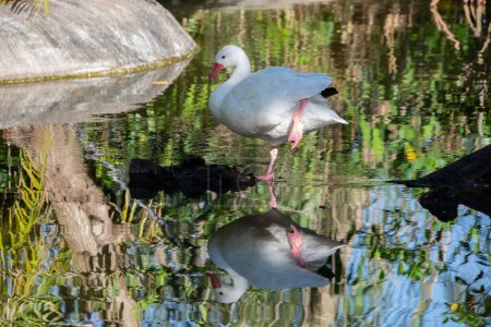 Photo for Pretty bird on a small exotic pond in sunny Florida USA - Royalty Free Image