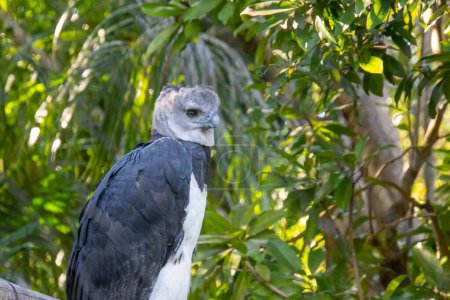 Photo for Harpy eagle at rest on a branch watching its surroundings - Royalty Free Image