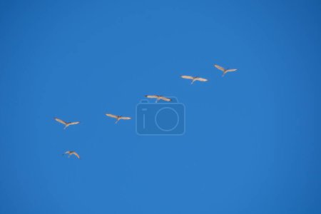 Photo for Sandhill cranes migrating in the blue skies of Quebec in April - Royalty Free Image