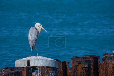 Foto de Bonito ejemplar de garza capturado en el puerto de Key West, Florida - Imagen libre de derechos