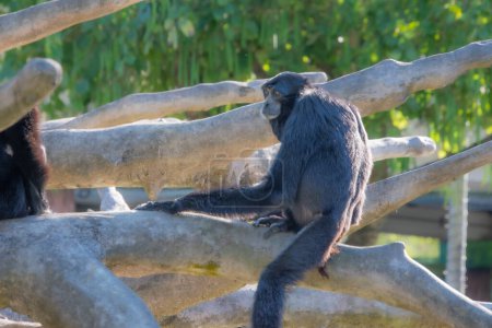Téléchargez les photos : Joli spécimen de singe pris dans un grand jardin zoologique - en image libre de droit