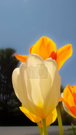 Téléchargez les photos : Belle tulipe fermer vue arrière-plan - en image libre de droit
