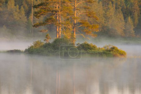 Téléchargez les photos : Brouillard matinal sur lac, nature - en image libre de droit