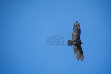 Photo for Eagle in flight with blue sky background - Royalty Free Image