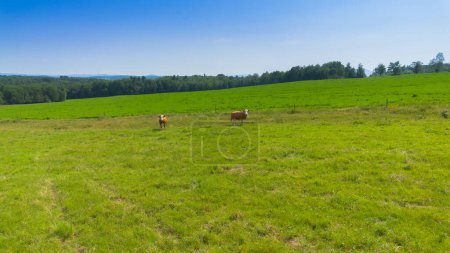 Foto de Hermoso paisaje de verano con dos vacas en el prado verde - Imagen libre de derechos