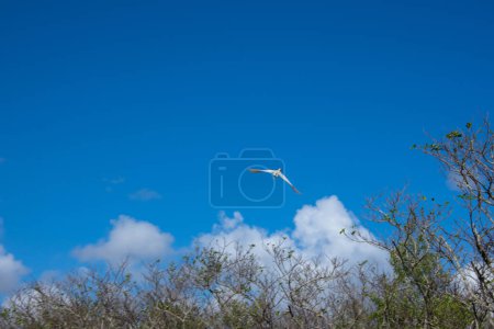 Téléchargez les photos : Mouette volant dans le ciel au-dessus des marais dans le parc national des Everglades - en image libre de droit