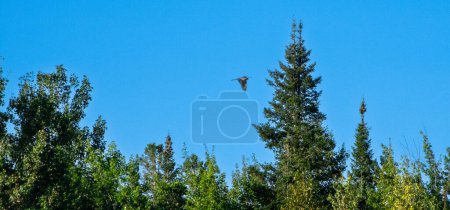 Téléchargez les photos : Grand aigle dans le ciel bleu au-dessus d'une forêt canadienne sauvage - en image libre de droit