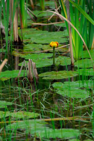 Téléchargez les photos : Végétation à la surface d'un étang naturel dans la forêt canadienne au Québec - en image libre de droit