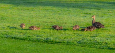 Téléchargez les photos : Famille de canards colverts marchant sur la pelouse tôt le matin - en image libre de droit