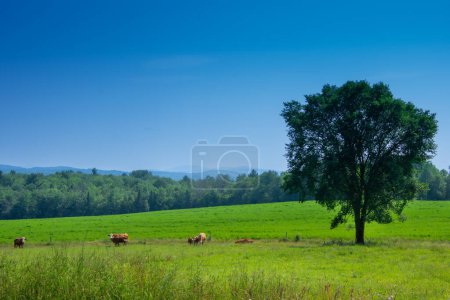 Foto de Vacas en pastos en la granja de Quebec en el campo canadiense - Imagen libre de derechos