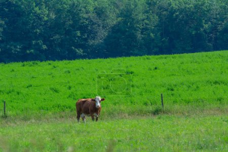 Foto de Vaca en pastos en la granja de Quebec en el campo canadiense - Imagen libre de derechos