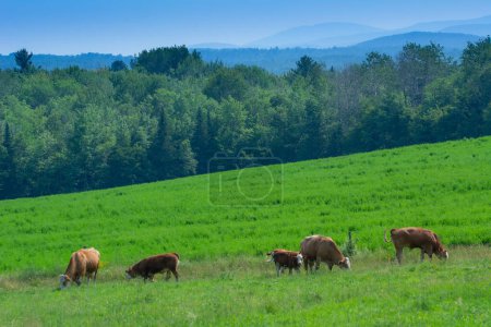 Téléchargez les photos : Vaches au pâturage au Québec ferme dans la campagne canadienne - en image libre de droit