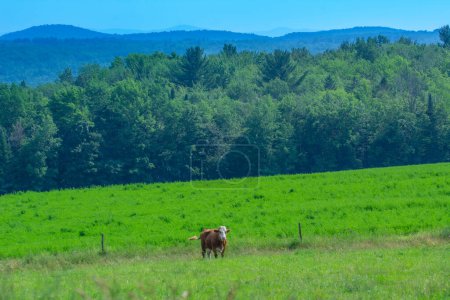 Téléchargez les photos : Vaches au pâturage au Québec ferme à la campagne canadienne - en image libre de droit