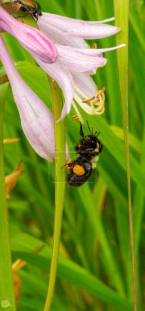 Foto de Bumblebee alimentándose de una flor silvestre en el bosque canadiense en Quebec - Imagen libre de derechos